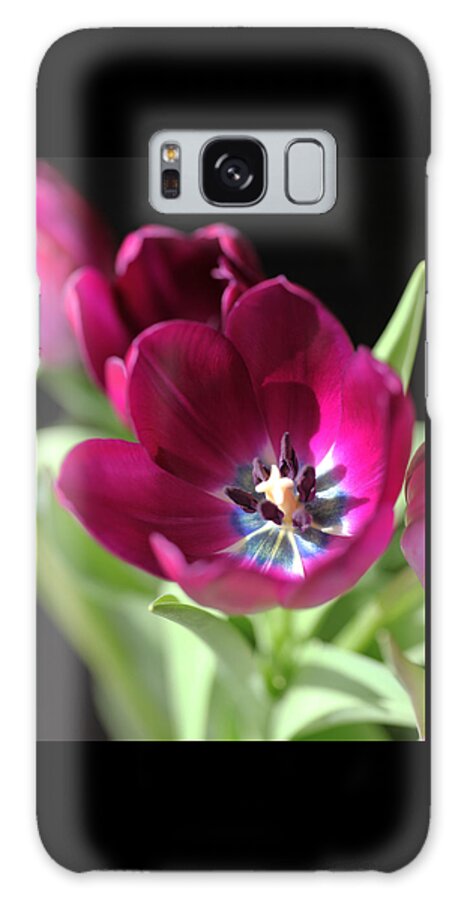 Tulips Galaxy Case featuring the photograph Magenta Tulips by Tammy Pool