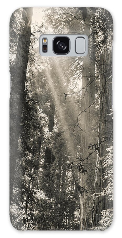 Trees Galaxy Case featuring the photograph Magical Forest by Ana V Ramirez