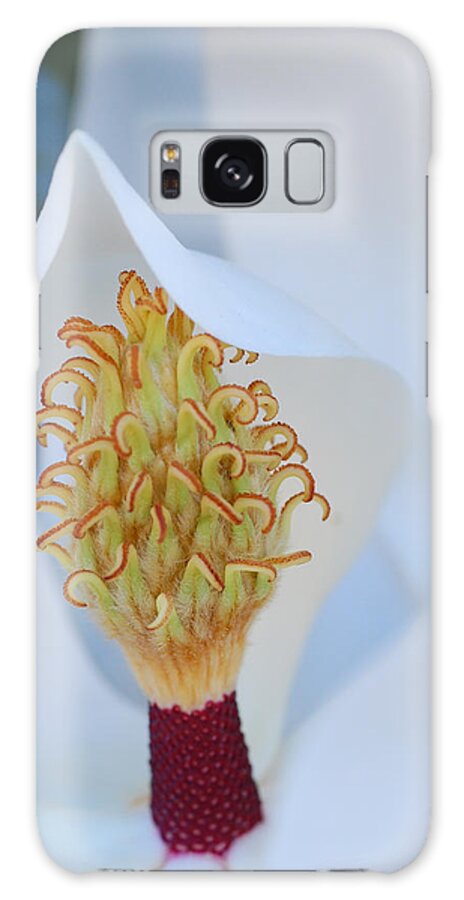 Flower Galaxy Case featuring the photograph Magnolia Blossom 1 by Amy Fose