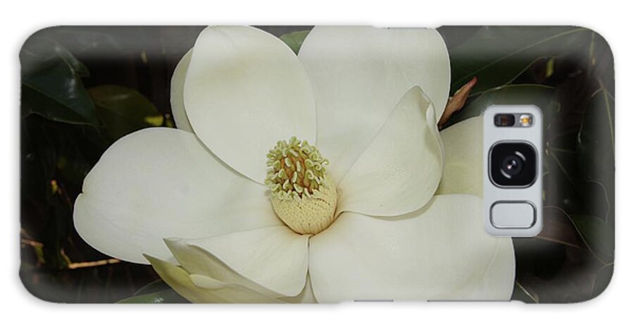 Magnolia Galaxy Case featuring the photograph Magnolia Blossom 5 by Megan Cohen