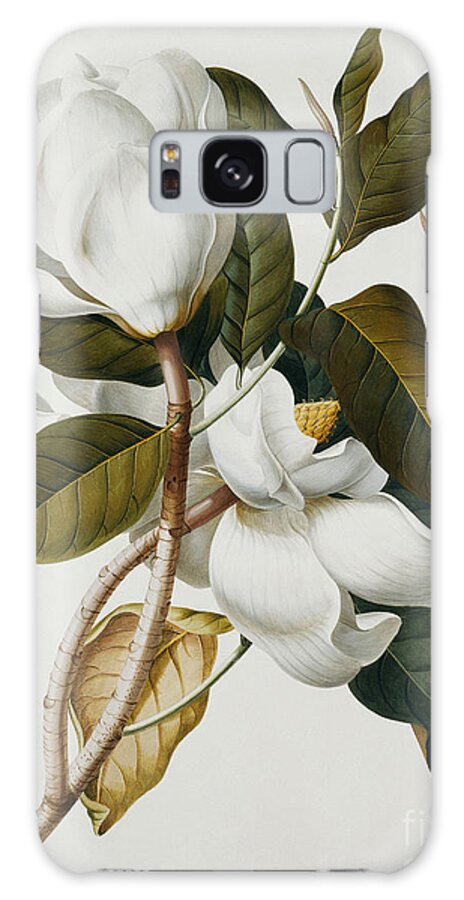 Magnolia Galaxy Case featuring the painting Magnolia by Georg Dionysius Ehret