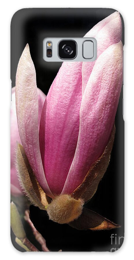 Nature Galaxy Case featuring the photograph Magnolia Tulip Tree Blossom by Arlene Carmel