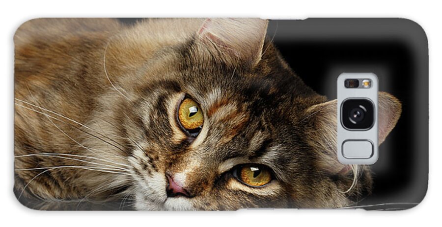 Cat Galaxy Case featuring the photograph Maine Coon Cat Lying, Looks Cute Isolated on Black Background by Sergey Taran