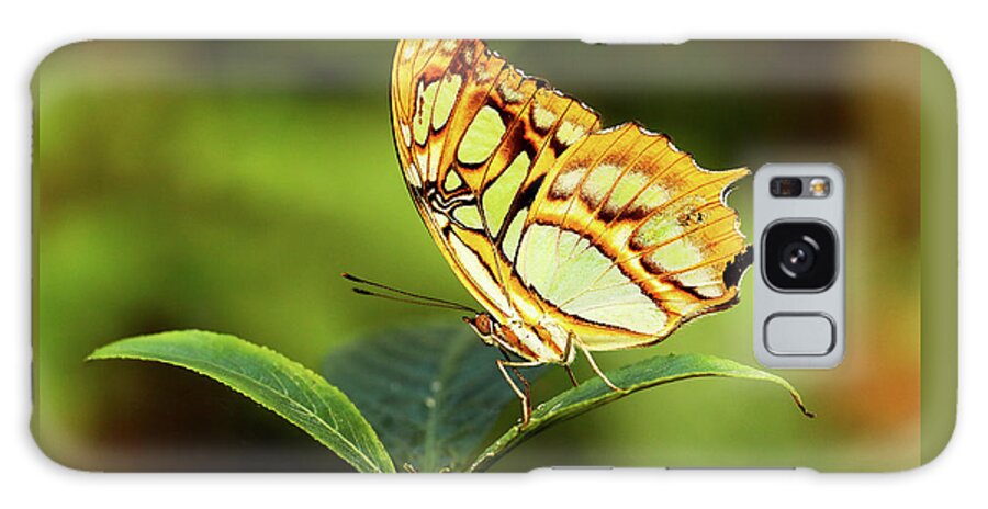 Butterfly Galaxy Case featuring the photograph Malachite by Grant Glendinning