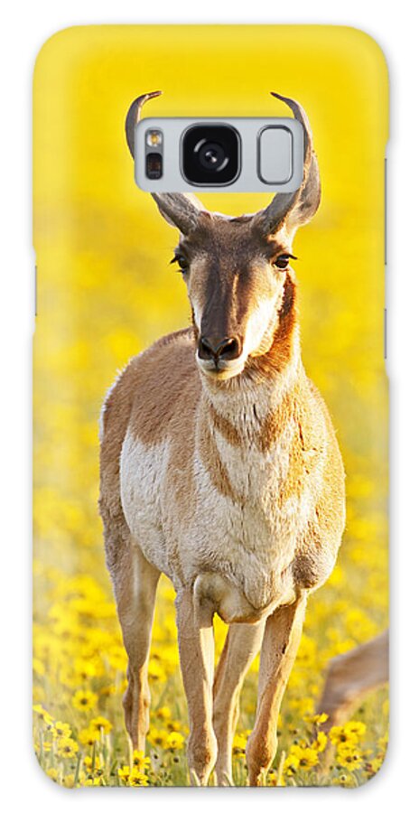 Antelope Galaxy Case featuring the photograph Male Antelope in Spring Wildflowers by Gary Langley