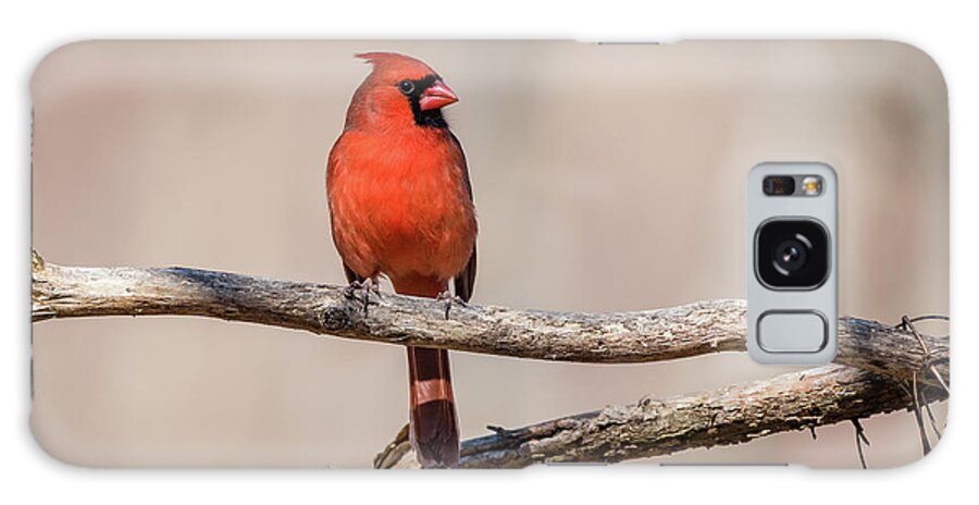 Ashland Nature Center Galaxy Case featuring the photograph Male Cardinal by Gary E Snyder