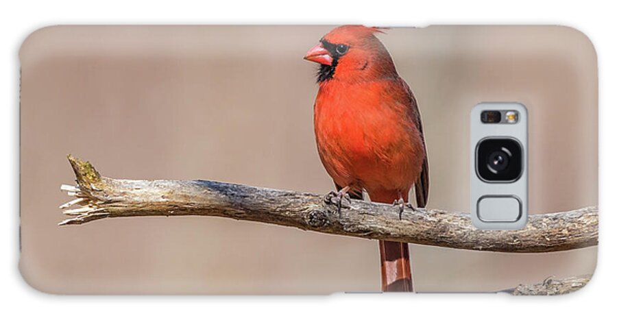 Ashland Nature Center Galaxy Case featuring the photograph Male Cardinal Left Profile by Gary E Snyder