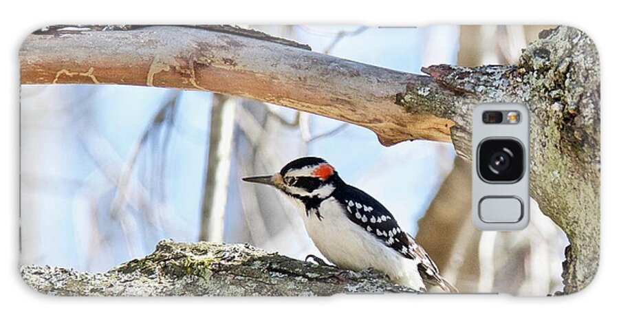Downey Woodpecker Galaxy Case featuring the photograph Male Downey Woodpecker 1112 by Michael Peychich