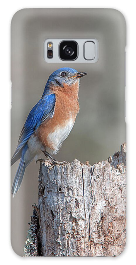 Nature Galaxy Case featuring the photograph Male Eastern Bluebird Singing DSB0287 by Gerry Gantt
