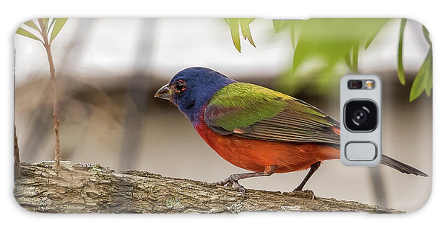 Bird Galaxy Case featuring the photograph Male Painted Bunting by Norman Peay