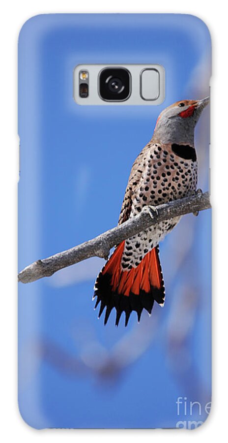 Male Red Shafted Northern Flicker Galaxy Case featuring the photograph Male Red Shafted Northern Flicker by Alyce Taylor