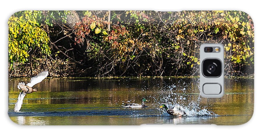 Heron Heaven Galaxy Case featuring the photograph Mallard Play Time by Ed Peterson