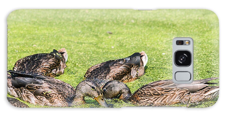 Mallards Galaxy Case featuring the photograph Mallards Coming Up For Air by Ed Peterson