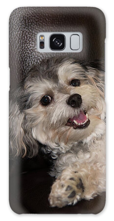 Puppy Galaxy Case featuring the photograph Maltipoo Laying on the Couch by Artful Imagery