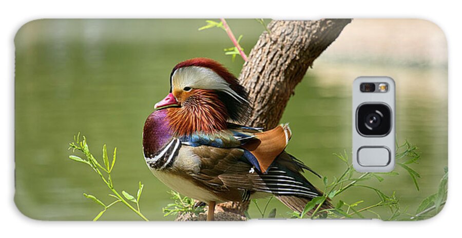 Face Mask Galaxy Case featuring the photograph Mandarin Duck on Tree by Lucinda Walter