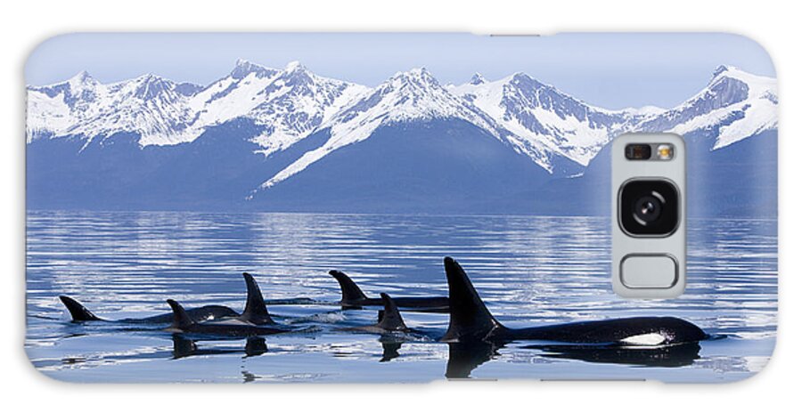 Alaska Galaxy Case featuring the photograph Many Orca Whales by John Hyde - Printscapes