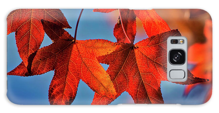 Foliage Galaxy Case featuring the photograph Maple Leaves in the Fall by Stephen Anderson