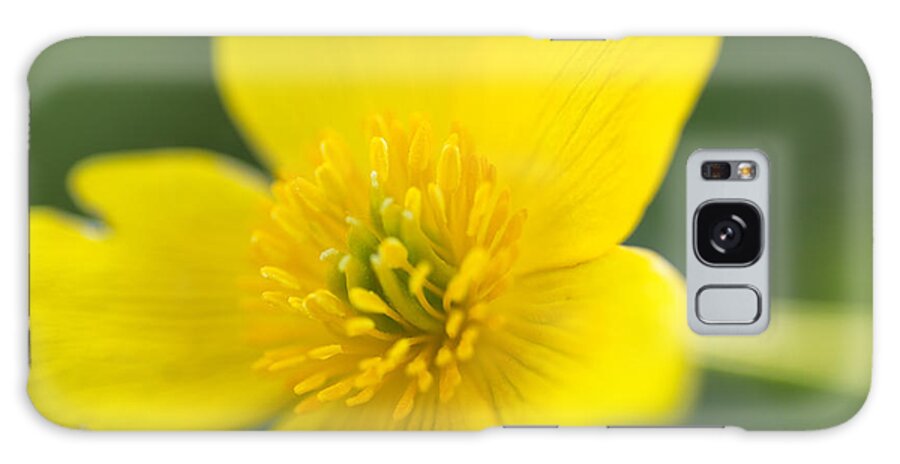 Wildflowers Galaxy Case featuring the photograph Marsh Marigold by Nancy Dunivin