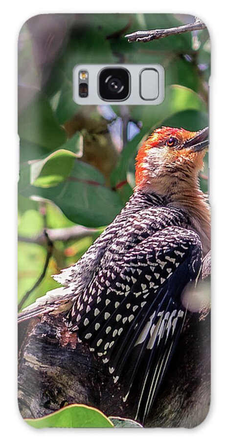 America Galaxy Case featuring the photograph Melanerpes carolinus by Traveler's Pics