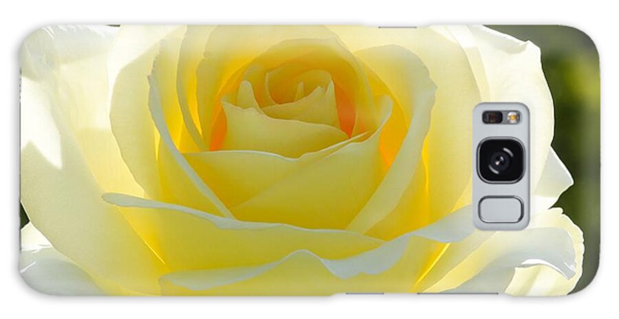 Rose Galaxy Case featuring the photograph Mellow Yellow Rose by Sabrina L Ryan