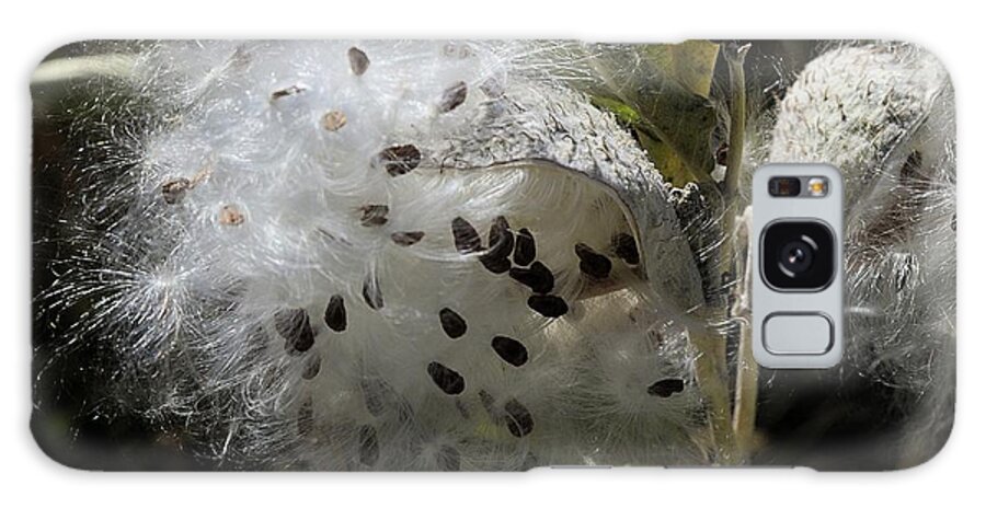Milkweed Galaxy Case featuring the photograph Milkweed Seeds Emerging by Kae Cheatham