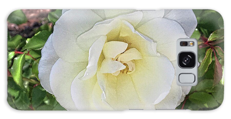 White Rose Galaxy Case featuring the photograph Moms Rose by Daniel Hebard