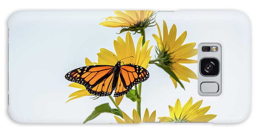 Eastern Neck Galaxy Case featuring the photograph Monarch Butterfly Backlit with yellow flowers by Gary E Snyder
