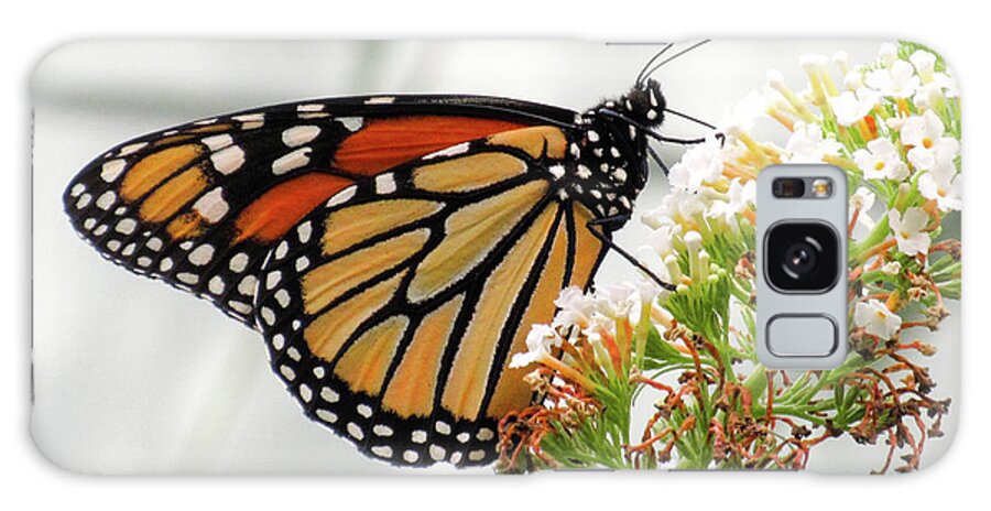 Monarch Galaxy Case featuring the photograph Monarch by CAC Graphics