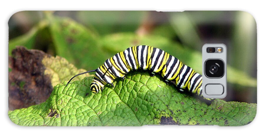 Monarch Galaxy Case featuring the photograph Monarch Caterpillar by George Jones