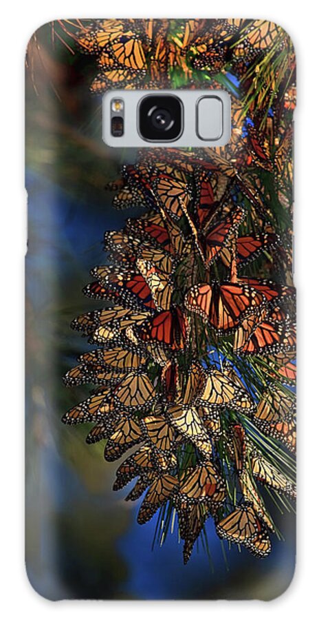 Monarch Cluster Galaxy Case featuring the photograph Monarch Cluster by Beth Sargent
