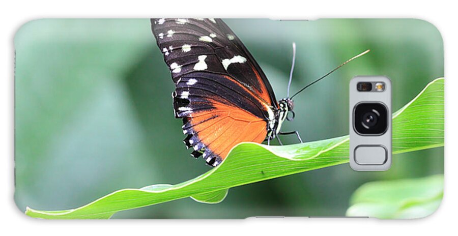 Monarch Butterfly Galaxy Case featuring the photograph Monarch on Green Leaf by Angela Murdock