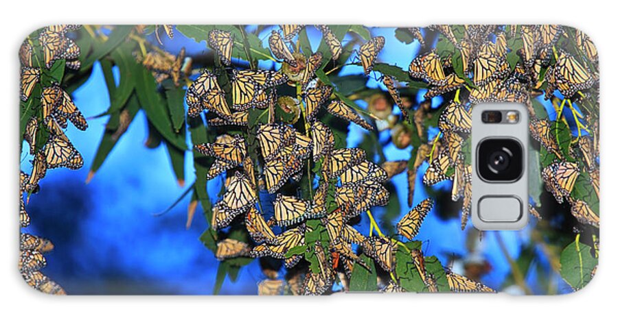 Monarch Cluster Galaxy Case featuring the photograph Monarchs by Beth Sargent