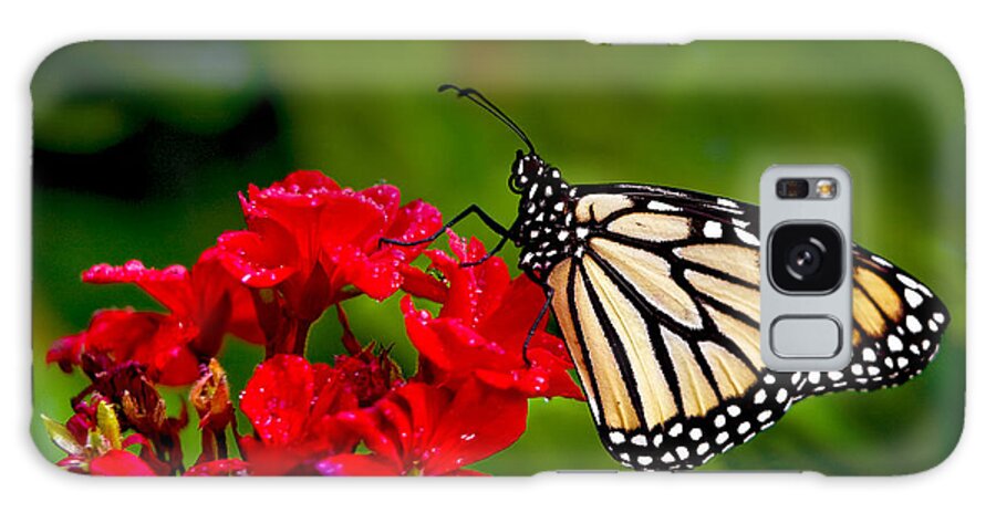 Monarch Butterfly Galaxy S8 Case featuring the photograph Monarh Butterfly by Ken Barrett