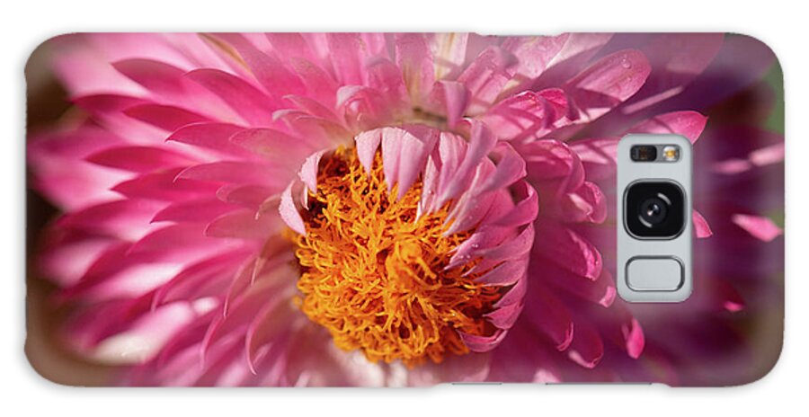 Flower Galaxy Case featuring the photograph Monster Rose by Carrie Hannigan
