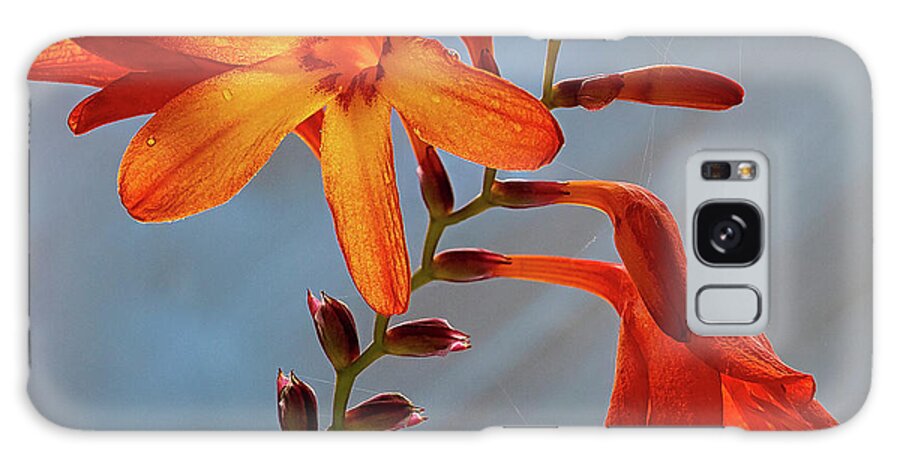 Floral Galaxy Case featuring the photograph Montbretia 1 by Shirley Mitchell