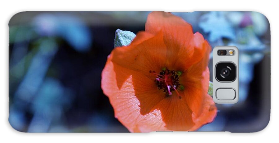 Arizona Galaxy Case featuring the photograph Moody Blue Desert Mallow by Janet Marie