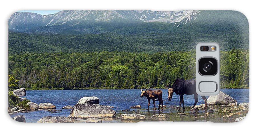 Maine Galaxy Case featuring the photograph Moose Baxter State Park Maine 2 by Glenn Gordon