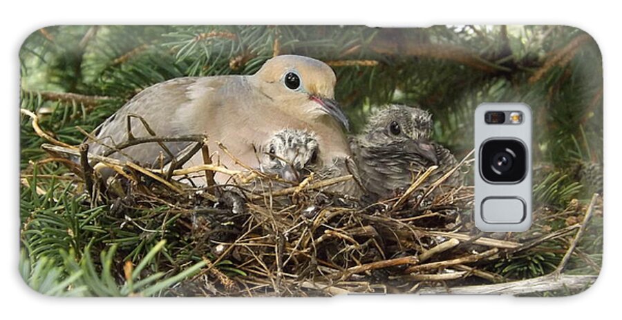 Birds Galaxy S8 Case featuring the photograph Morning Dove And Two Babys #2 by Dennis Pintoski