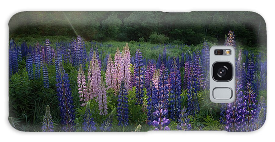 #lupines#morning#sunrise#sugarhill#newhampshire#summer Galaxy Case featuring the photograph Morning Glow by Darylann Leonard Photography