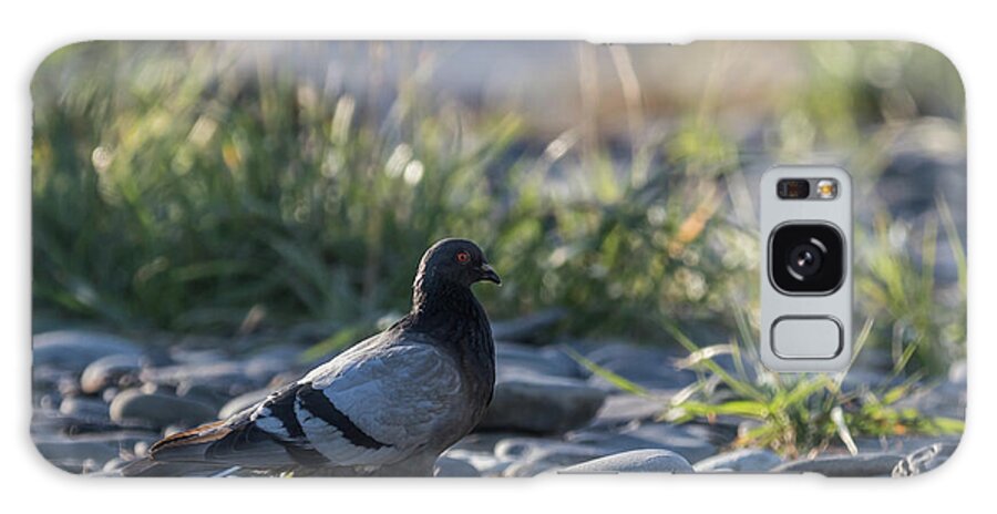 Rock Dove Galaxy Case featuring the photograph Morning Walk by Eva Lechner
