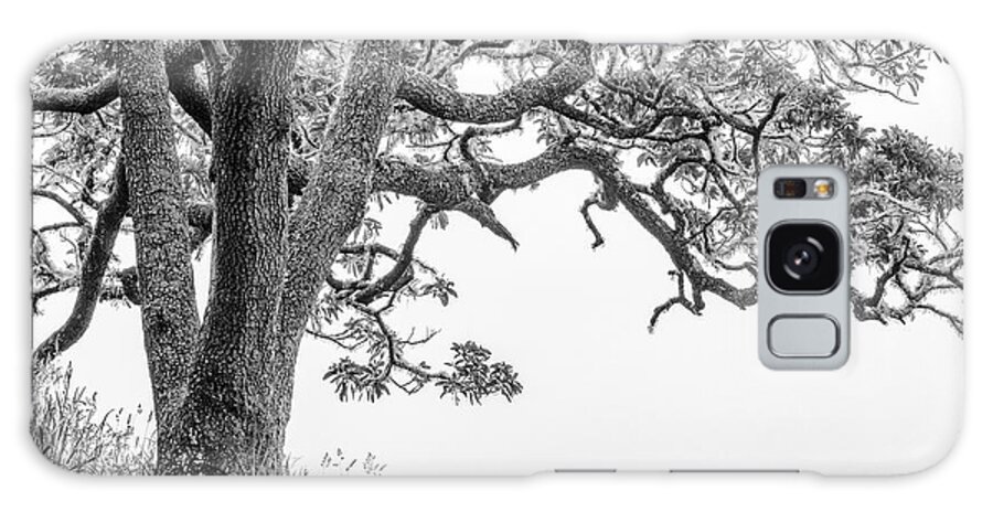 Mossy Tree Galaxy Case featuring the photograph Mossy Tree by Christopher Johnson