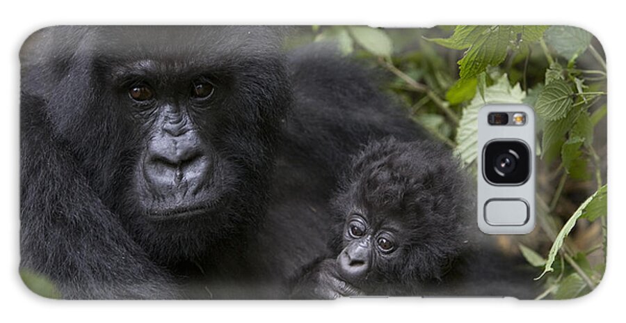 00761223 Galaxy Case featuring the photograph Mountain Gorilla Mother Holding 3 Month by Suzi Eszterhas
