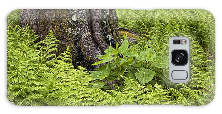 Mountain Green Ferns Galaxy Case featuring the photograph Mountain Green Ferns by Ken Barrett