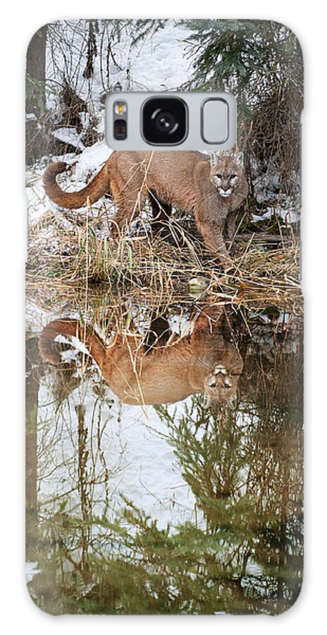 Mountain Lion Galaxy Case featuring the photograph Mountain Lion Reflection by Scott Read