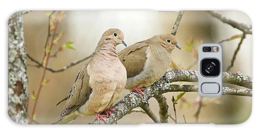 Nature Galaxy Case featuring the photograph Mourning Doves 4142 by Michael Peychich
