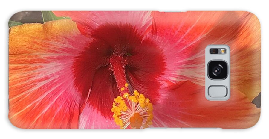 Hibiscus Galaxy S8 Case featuring the photograph Multi-Colored Beauty by Val Oconnor