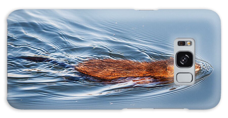 Heron Heaven Galaxy Case featuring the photograph Muskrat Speed Swiming by Ed Peterson