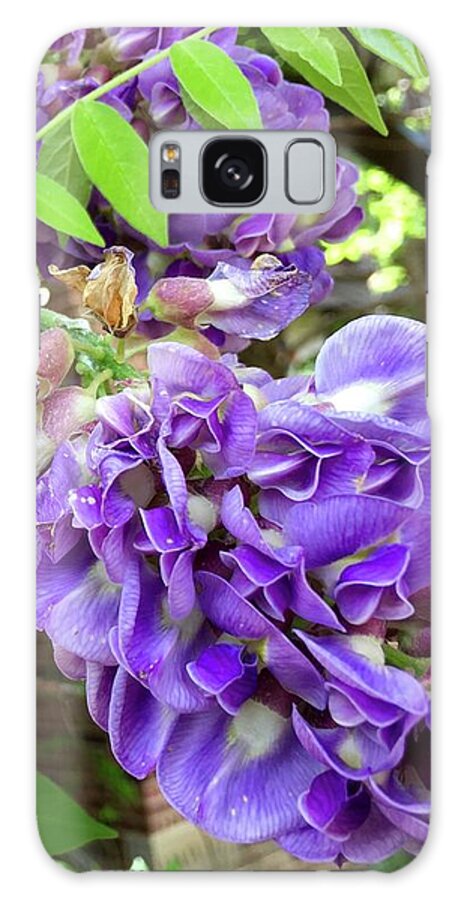 Wisteria Galaxy S8 Case featuring the photograph Native Wisteria Vine II by Angela Annas
