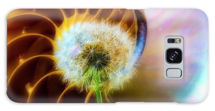 Nautilus Shells Galaxy Case featuring the photograph Nautilus Shell And Dandelion by Garry Gay