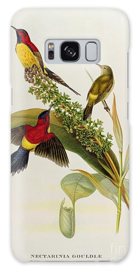 Nectarinia Galaxy Case featuring the painting Nectarinia Gouldae by John Gould
